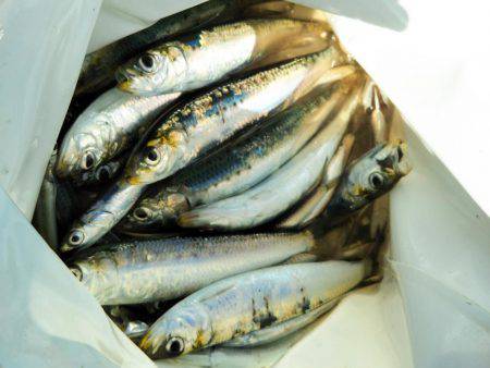 なぎさ公園 マイワシ