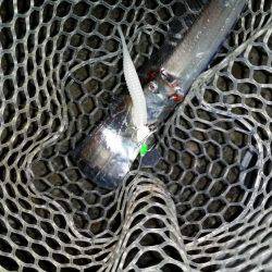 太刀魚は好調のはず