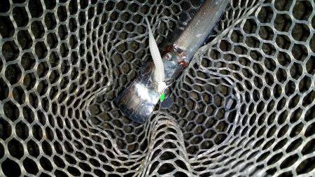 太刀魚は好調のはず