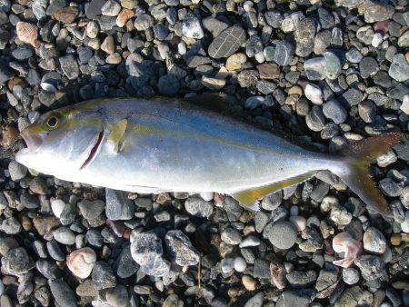 ショアジギングでネイリ