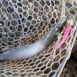 好調の太刀魚です