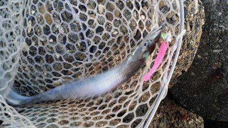 好調の太刀魚です