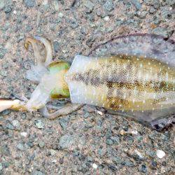 何故か秋イカ終盤？