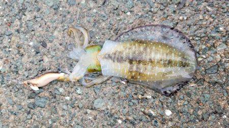 何故か秋イカ終盤？