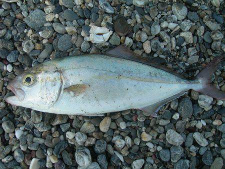 ショアジギングでネイリ