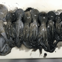 姫路イイダコ(2017-1)