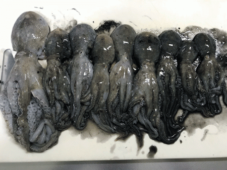 姫路イイダコ(2017-1)