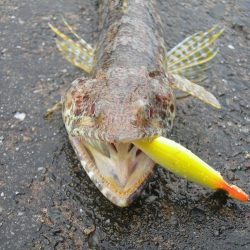 ショアジギングは空振りするもライトゲームで楽しい釣果