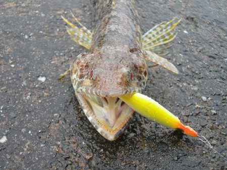 ショアジギングは空振りするもライトゲームで楽しい釣果