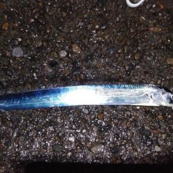 本荘人工島引きずりでタチウオ8匹