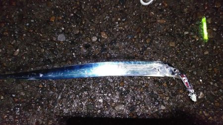 本荘人工島引きずりでタチウオ8匹