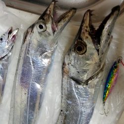 忠岡木材港タチウオ