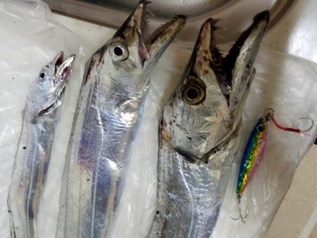 忠岡木材港タチウオ