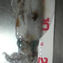 イカがタコ（凧）ように・・・