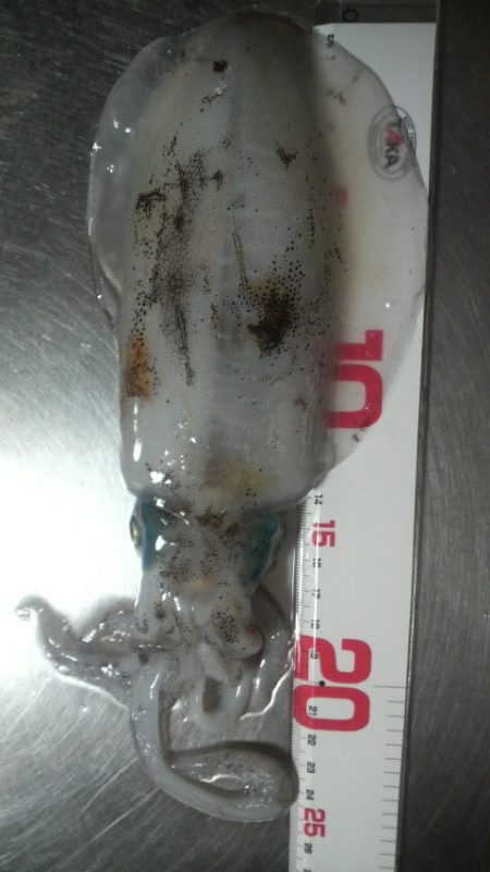 イカがタコ（凧）ように・・・