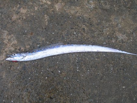 ショアジギングでタチウオ