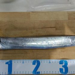 本荘人工島タチウオ1匹