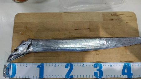 本荘人工島タチウオ1匹