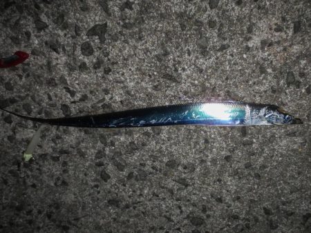 岸和田タチウオ