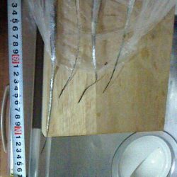 ちょこっと太刀魚調査