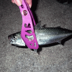 坊勢アジング(2017-14)