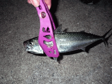 坊勢アジング(2017-14)