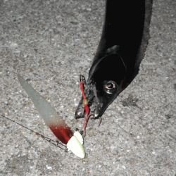 坊勢タチウオ(2017-2)