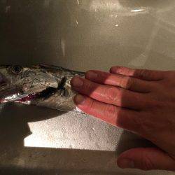 神戸港の湾奥調査