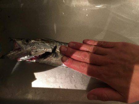 神戸港の湾奥調査