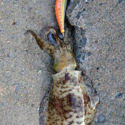 青物の回遊に不安