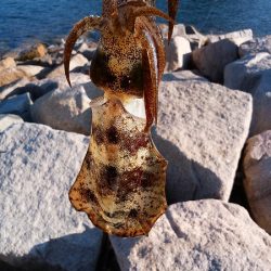 潮が小さいと渋い