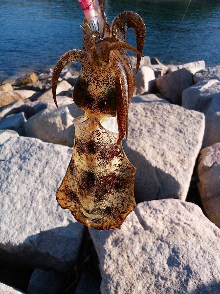 潮が小さいと渋い