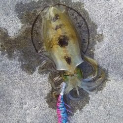 沼島ランガンエギング