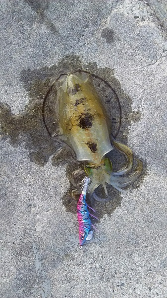 沼島ランガンエギング