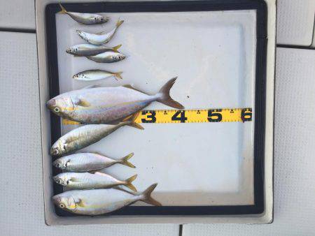 カンパチ、アジ