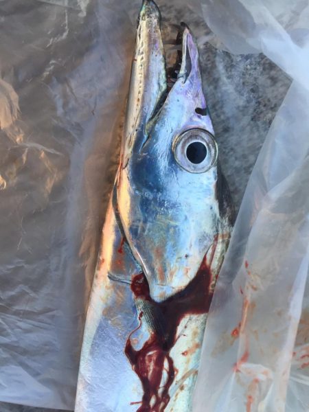 水軒    朝のタチウオ釣り！