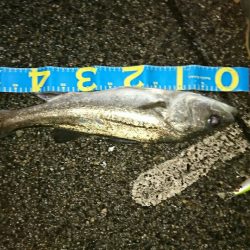 マイワシーバス