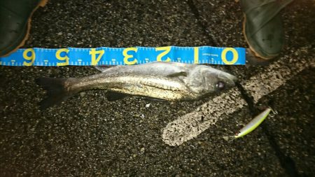 マイワシーバス