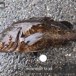 お初泣き尺タケノコメバル♫