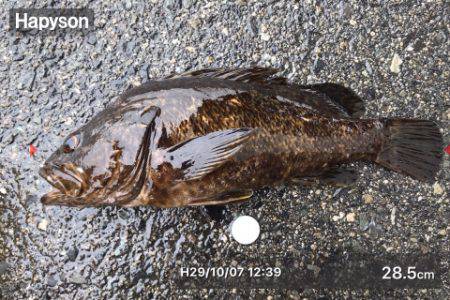 お初泣き尺タケノコメバル♫