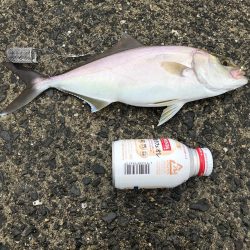 タチウオ、アジ、シオ