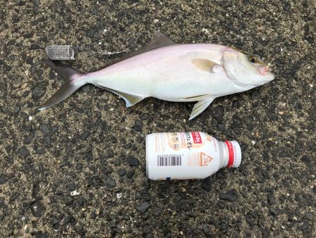 タチウオ、アジ、シオ