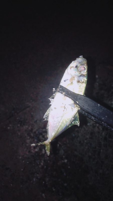 ラッキーかな？