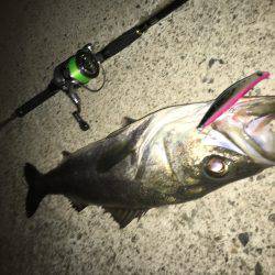 ボイル後の一本!