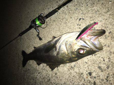 ボイル後の一本!