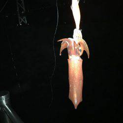 イカ調査&また行ってきました!