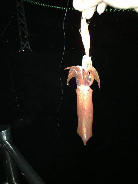 イカ調査&また行ってきました!