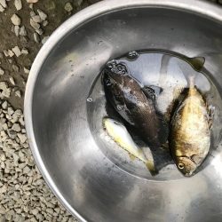 初心者でサヨリ釣り