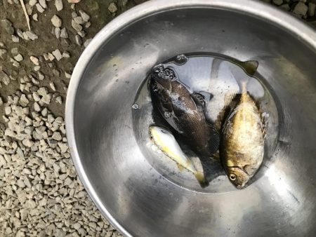 初心者でサヨリ釣り