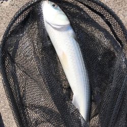 とどヤバ美味い♫